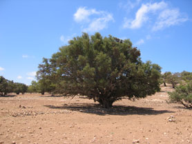 Arganbaum (Argania spinosa), Arganöl
